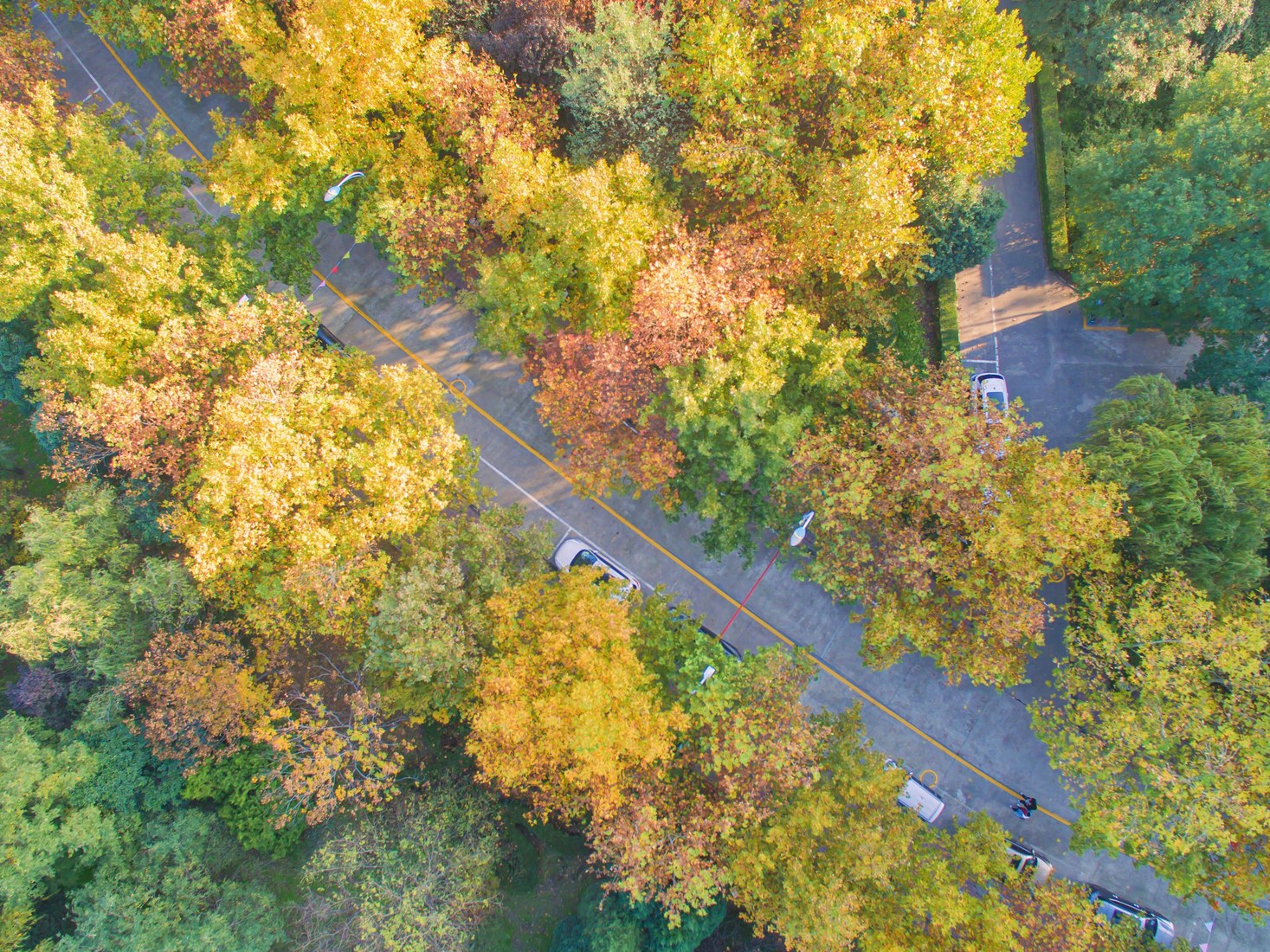 校园道路两侧金黄与翠绿交织的树木